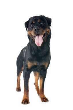 Beyaz arkaplan önünde safkan rottweiler