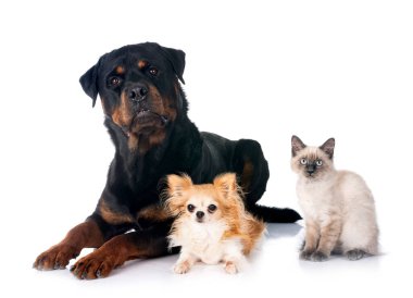 Siyam kedisi, chihuahua ve Rottweiler beyaz arka planda.