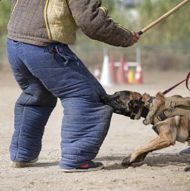 Genç Belçikalı çoban köpeği doğada güvenlik eğitimi alıyor.