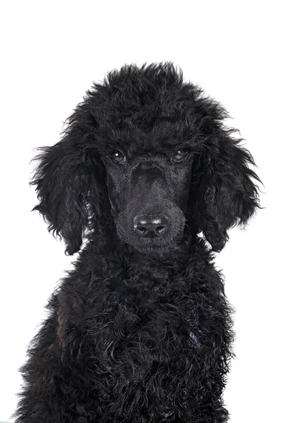 Cachorro Caniche Negro Estándar Frente Fondo Blanco —  Fotos de Stock