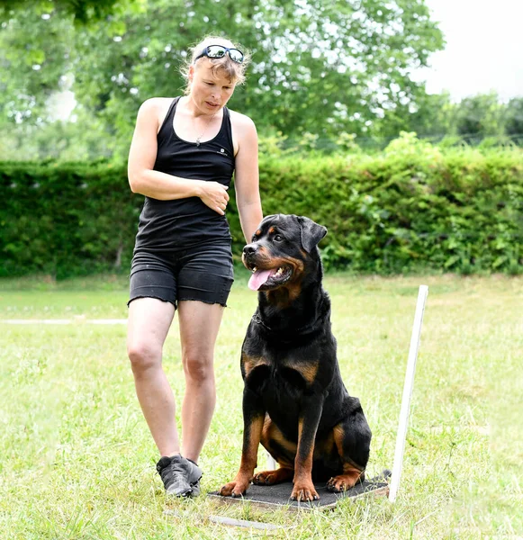 训练狗遵守纪律与Rottweiler — 图库照片