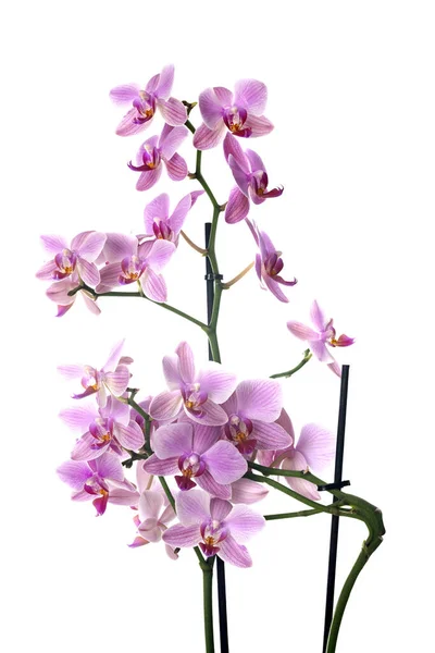 Moth Orchids Front White Background — Stock Photo, Image