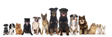 Beyaz arkaplan önünde bir grup köpek