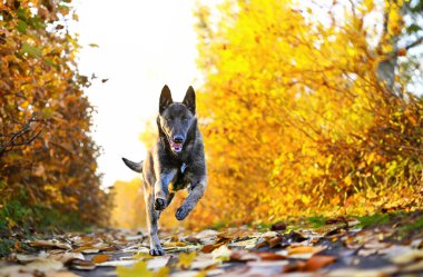Yavru Malinois kışın doğada koşuyor.
