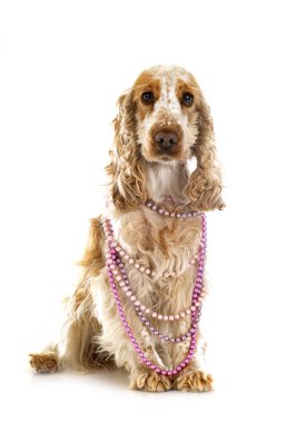 Beyaz arka plan önünde İngiliz yavru horoz İspanyol