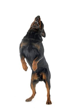 Beyaz arkaplan önünde safkan rottweiler