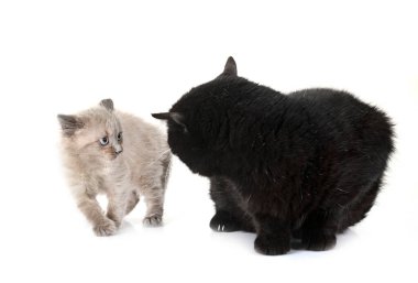 Siyam kedisi ve siyah kedi beyaz arka planın önünde