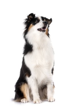 Beyaz arkaplan önünde minyatür Amerikan çoban köpeği