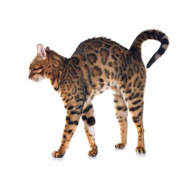 Bengal kedisi beyaz arka planda