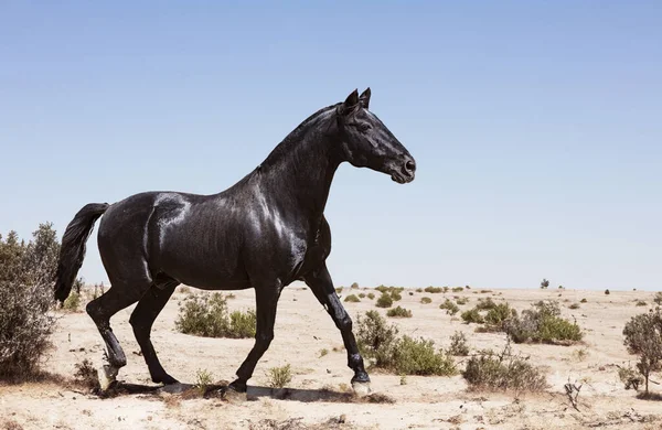 Portrait Black Stallion Nature — Stockfoto