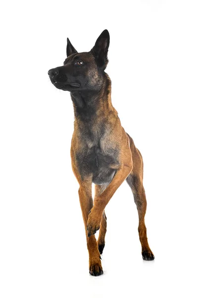 Erwachsener Belgischer Schäferhund Vor Weißem Hintergrund — Stockfoto