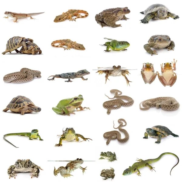 European Reptiles Amphibians Front White Background — Foto de Stock