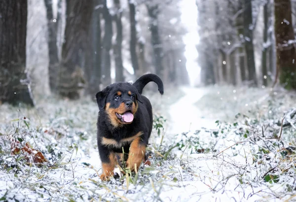 Kiskutya Rottweiler Fut Természetben Nyáron — Stock Fotó