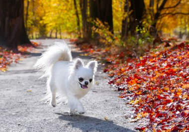 Küçük chihuahua yazın doğada poz verir.