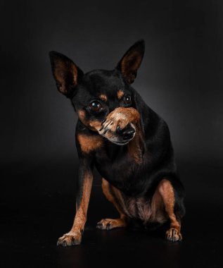 Siyah arkaplan önünde minyatür pinscher