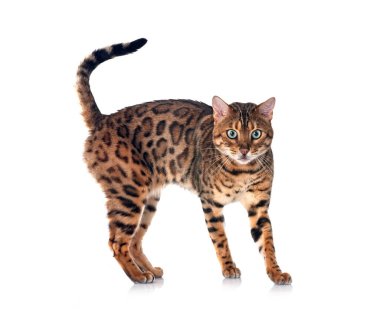 Bengal kedisi beyaz arka planda