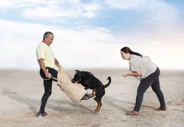 Genç Rottweiler koruma sporu ve polis eğitimi alıyor.