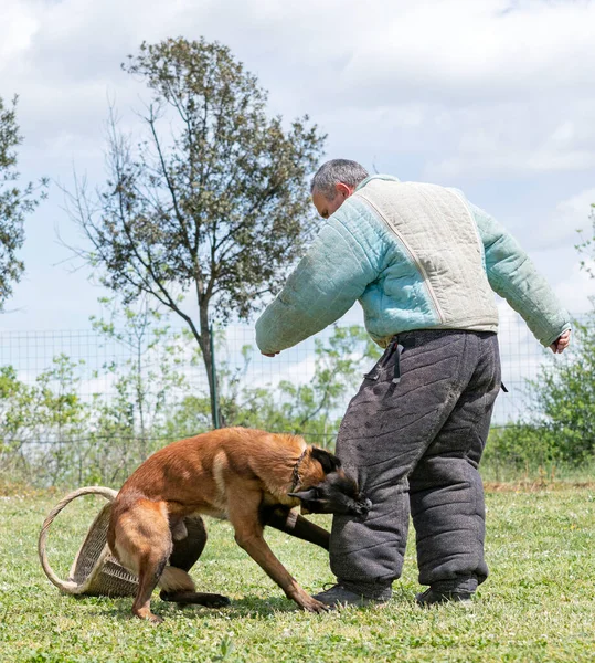 Junger Belgischer Schäferhund Der Der Natur Für Sicherheit Trainiert — Stockfoto