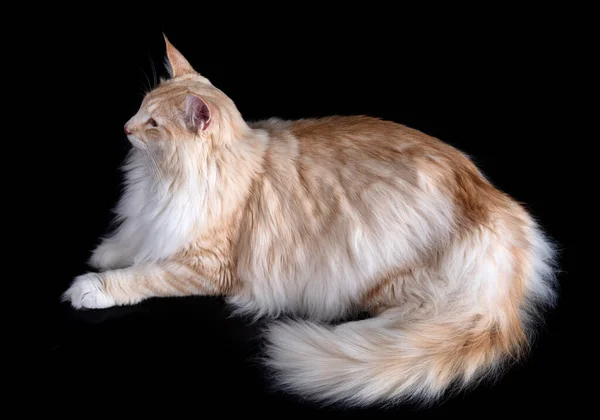 Norwegian Forest Cat Front Black Background — Stock Photo, Image