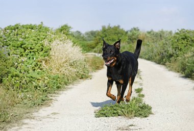 Beauceron baharda doğada çalıyor.