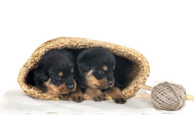 Beyaz arkaplan önünde köpek yavruları rottweiler