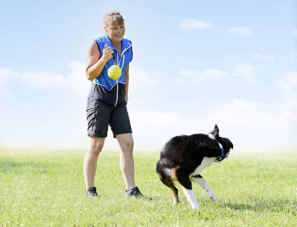 Taat Için Köpek Eğitimi Doğada Çoban Köpeği Disiplini Var — Stok fotoğraf
