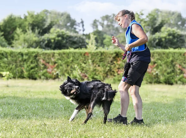 Hond Training Voor Gehoorzaamheid Met Een Border Collie Discipline Natuur — Stockfoto