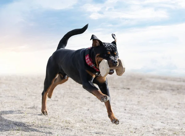 Entrenamiento Perros Para Disciplina Obediencia Con Rottweiler —  Fotos de Stock