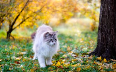 doğada mavi gözlü genç birman kedisi