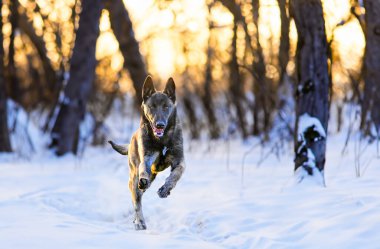 puppy malinois running in the nature in winter