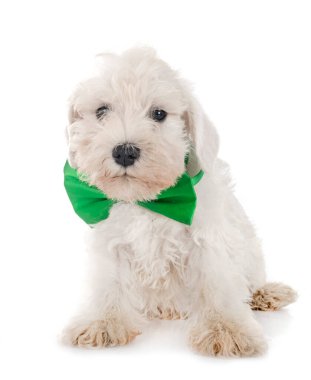 Beyaz arkaplan önünde minyatür schnauzer