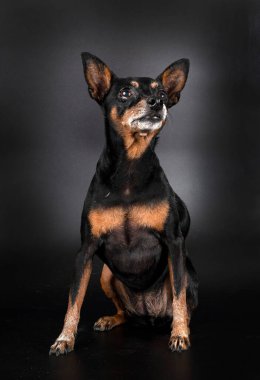 Siyah arkaplan önünde minyatür pinscher