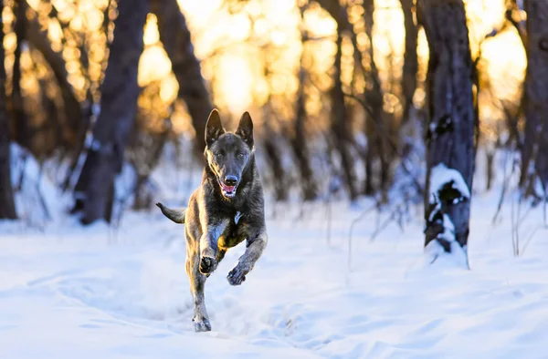 Puppy Malinois Running Nature Winter — Stock Photo, Image