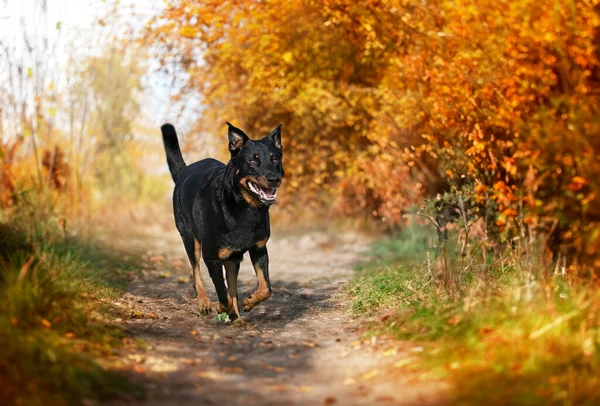 Beauceron Hrát Přírodě Podzim — Stock fotografie