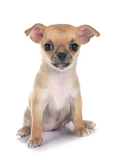 Little Chihuahua Front White Background — Stock Photo, Image