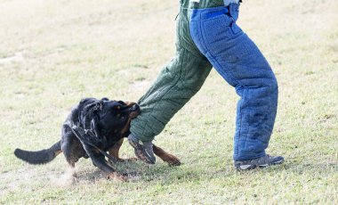 Genç Rottweiler koruma sporu ve polis eğitimi alıyor.