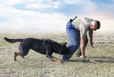 Genç Rottweiler doğada güvenlik eğitimi alıyor.