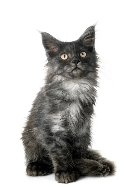 Maine Coon Kitten Voorkant Van Witte Achtergrond — Stockfoto