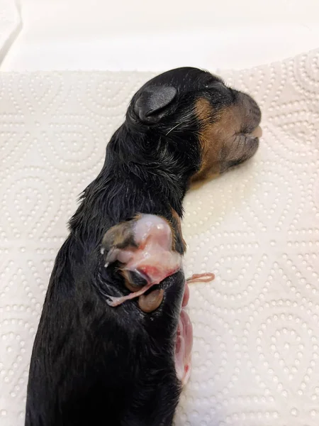 malformed puppy new born rottweiler in the veterinary