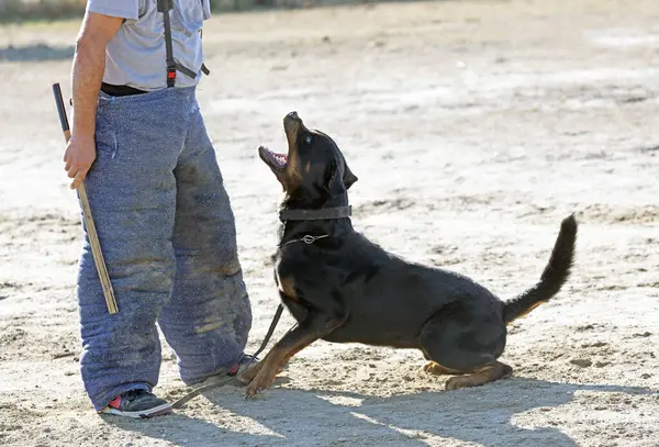 Junge Rottweiler Trainieren Für Schutzsport Und Polizei — Stockfoto