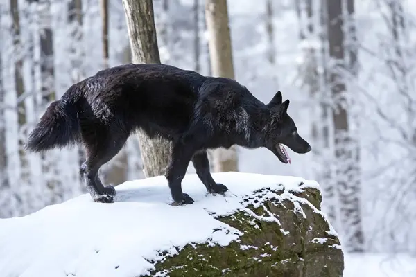 young black wolf dog in a forest in winter