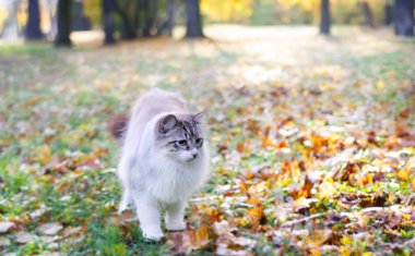 doğada mavi gözlü genç birman kedisi