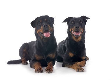 Beyaz arka planda Beauce ve Rottweiler 'dan çoban köpeği
