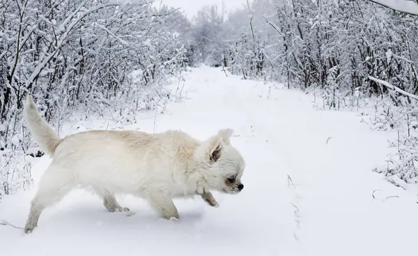Szczeniak Chihuahua Bawi Się Śniegu Zimie — Zdjęcie stockowe