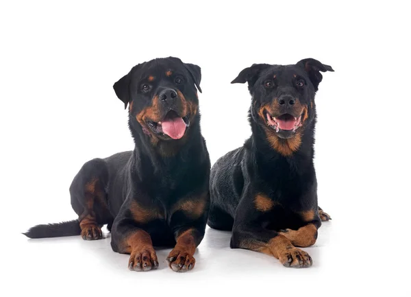Schäferhund Aus Beauce Und Rottweiler Vor Weißem Hintergrund — Stockfoto