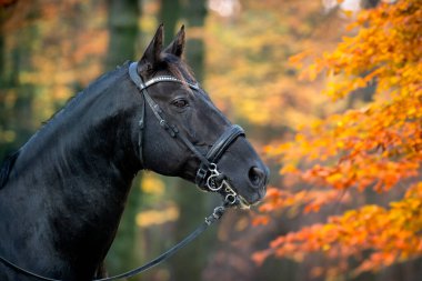  Binici kız siyah atını eğitiyor.