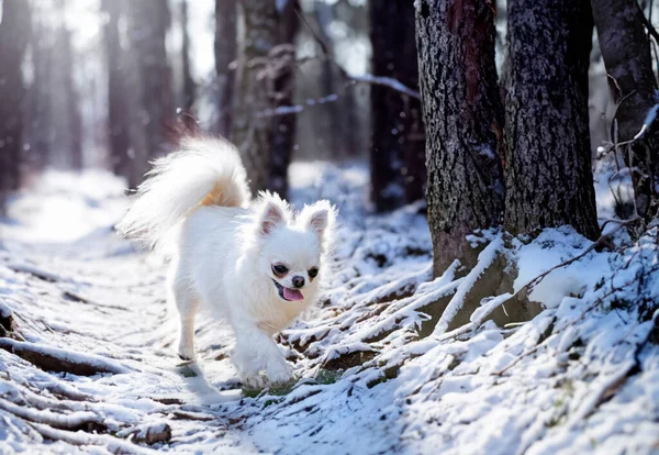 Pequeno Chihuahua Posando Natureza Verão — Fotografia de Stock