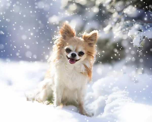 Liten Chihuahua Poserer Naturen Vinteren – stockfoto
