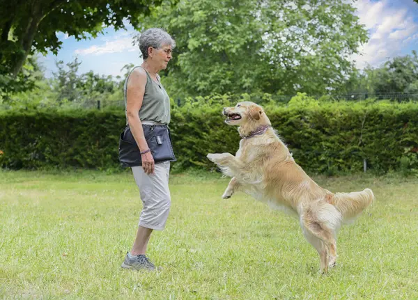 dog training  for obedience discipline with a golden retriever