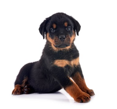 Beyaz arkaplan önünde köpek yavrusu rottweiler